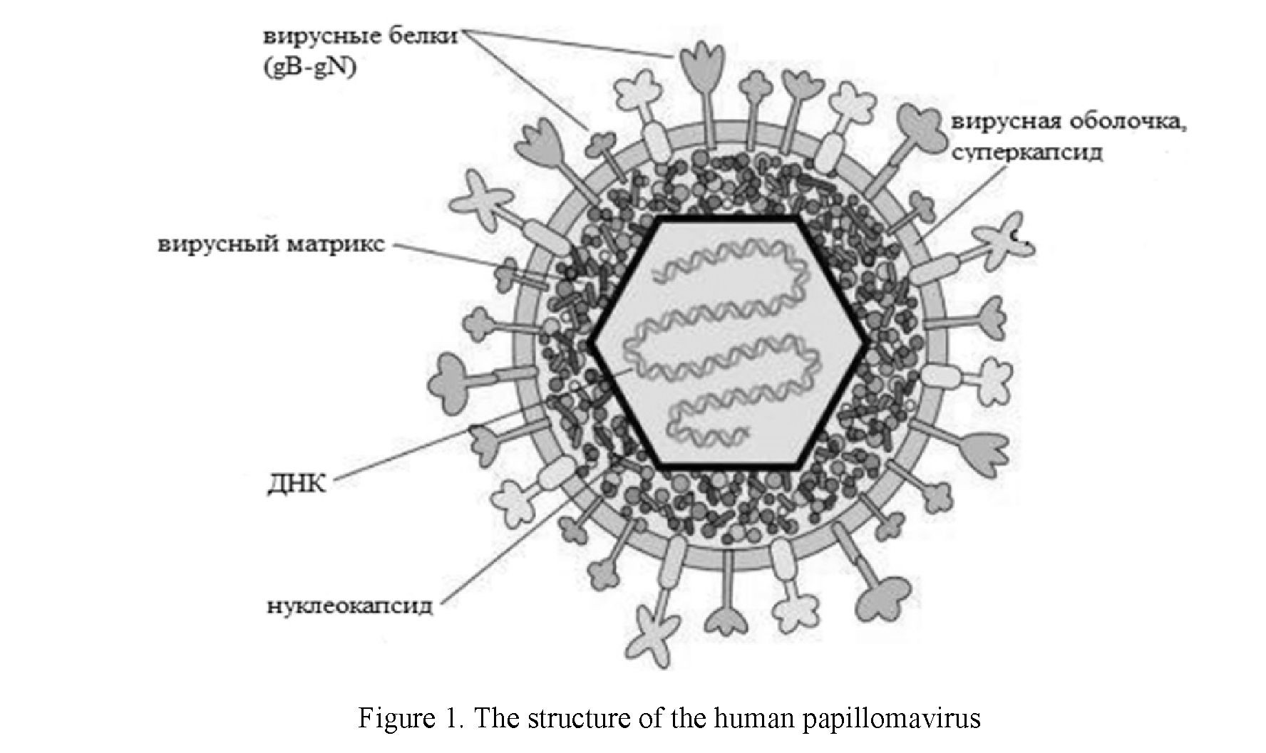 Genetic condition of human papillomavirus high carcinogenic risk