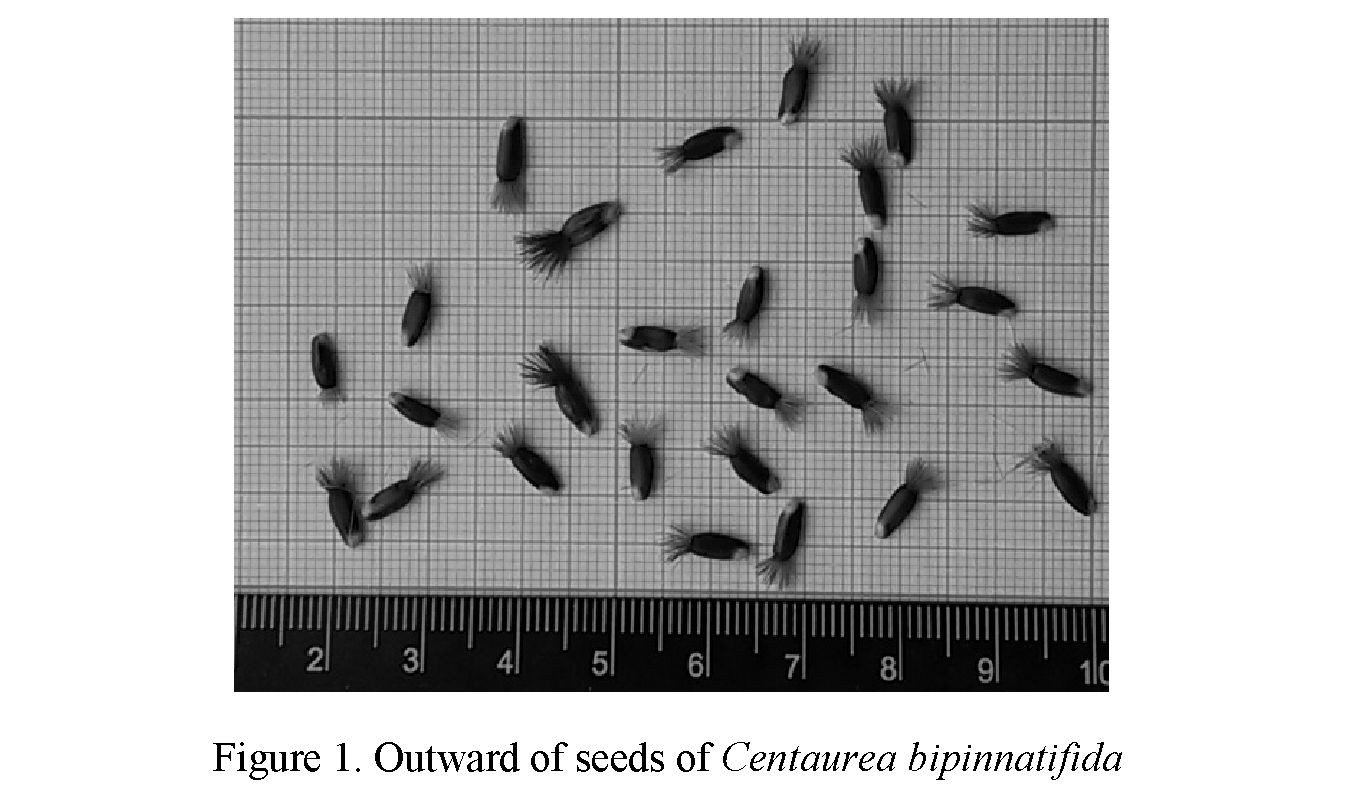 The study of ontogenesis of Centaurea bipinnatifida (Trautv.) Tzvel. in the condition of the city of Karaganda