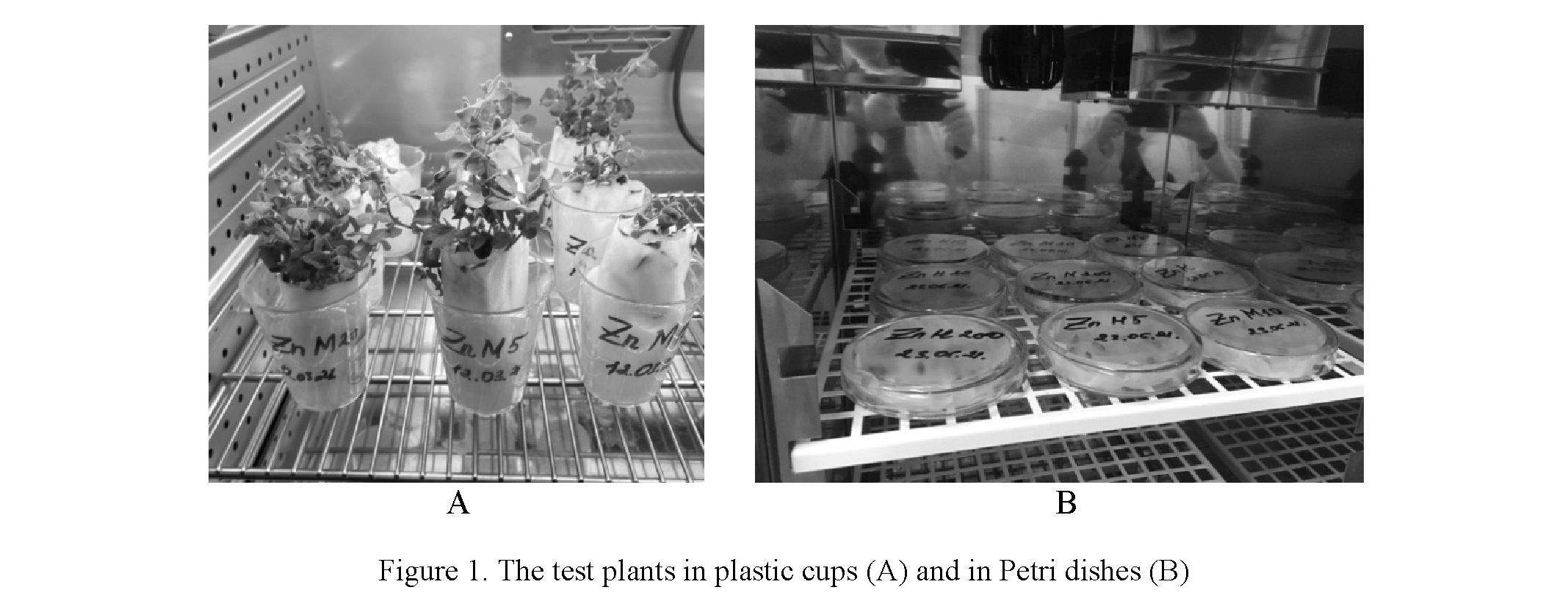 Influence of zinc nanoparticles on the development of sprouts of Avena sativa and Pisum sativum plants