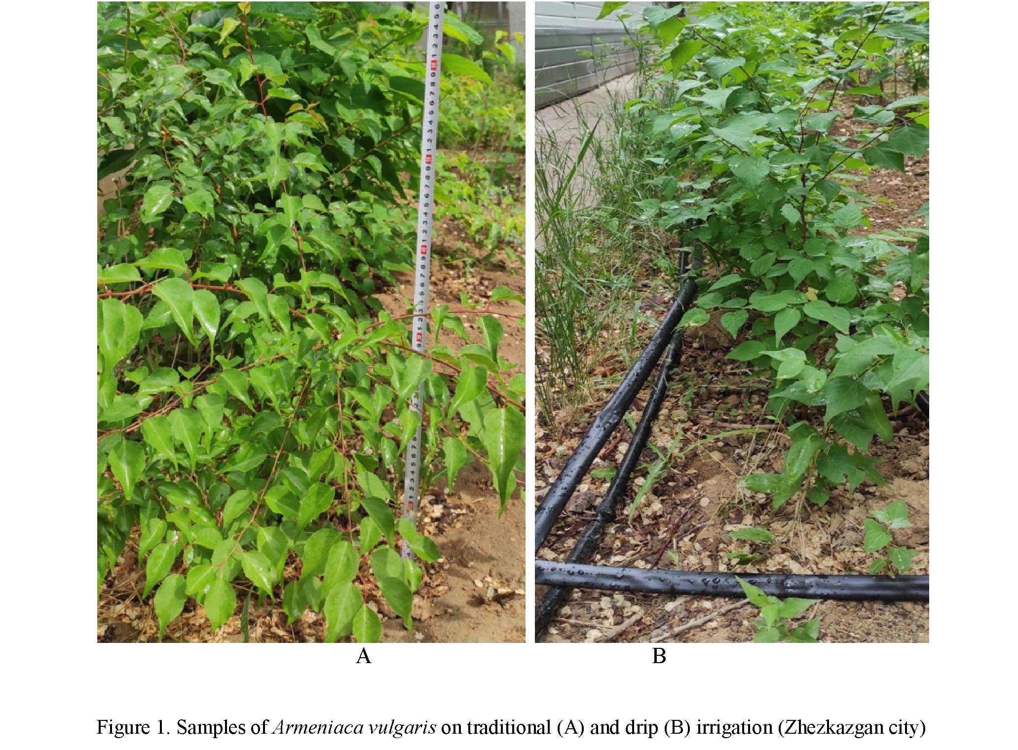 Assessment of water-holding capacity of leaves of Armeniaca vulgaris Lam. in the conditions of the Zhezkazgan region (the Central Kazakstan)