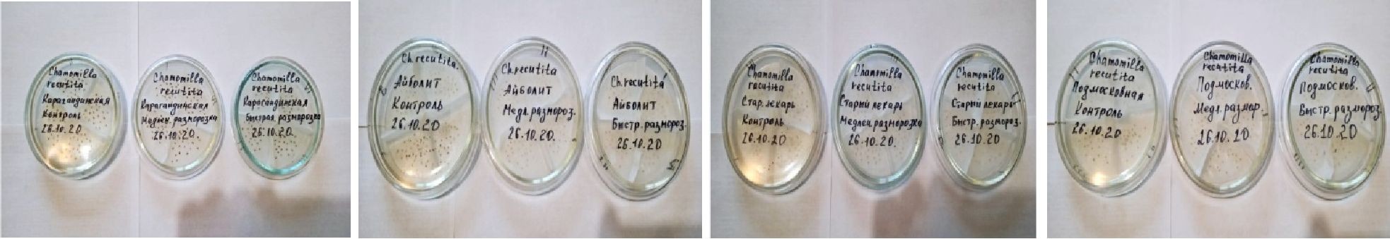 Assessment of the effect of long-term seed storage on the viability of Matricaria chamomilla seeds after cryopreservation