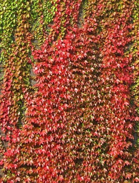 Зеленая стенка из девичего винограда триостренного (осень) в больнице “Мурацан” в 2011 г.