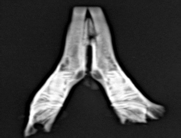 Рентгенограмма макропрепарата фрагмента нижней челюсти кролика
