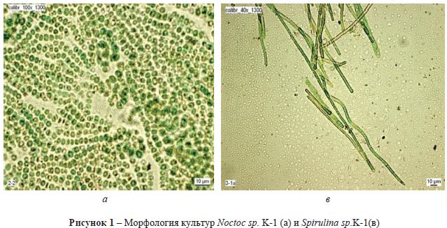 Морфология культур Noctoc sp. K-1 (а) и Spirulina sp. K-Цв)