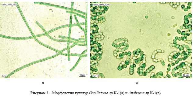 Морфология культур Oscillatoria sp. K-Ца) и Anabaena sp. K-Цв)
