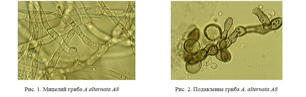 Мицелий гриба А alternata А8