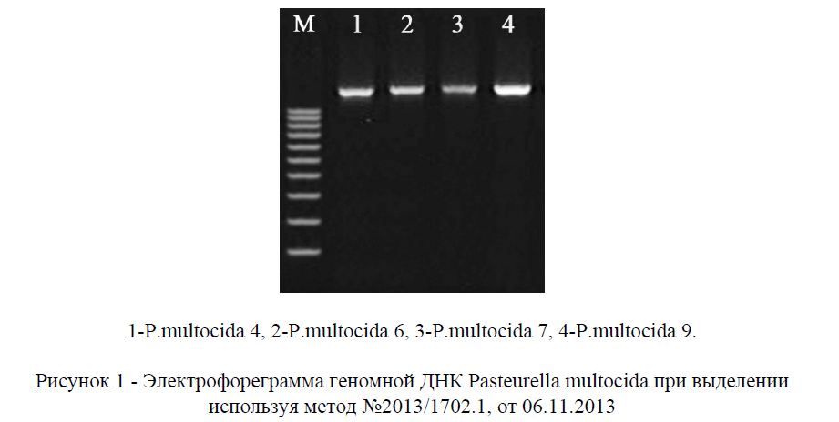 Электрофореграмма геномной ДНК Pasteurella multocida при выделении используя метод №2013/1702.1, от 06.11.2013
