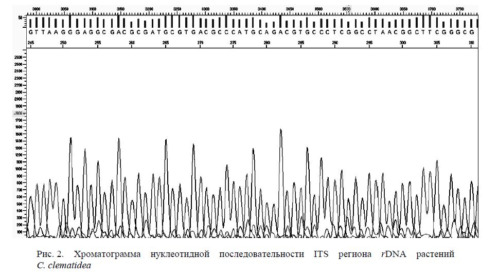 Хроматограмма нуклеотидной последовательности ITS региона rDNA растений C. clematidea