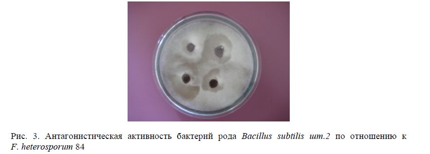 Антагонистическая активность бактерий рода Bacillus subtilis шт.2 по отношению к F. heterosporum 84