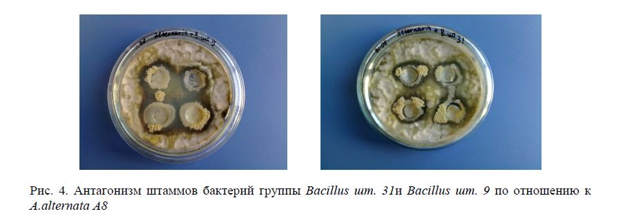 Антагонизм штаммов бактерий группы Bacillus шт. 31и Bacillus шт. 9 по отношению к A.alternata A8