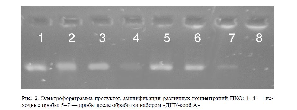 Электрофореграмма продуктов амплификации различных концентраций ПКО: 1–4 — ис- ходные пробы; 5–7 — пробы после обработки набором «ДНК-сорб А»