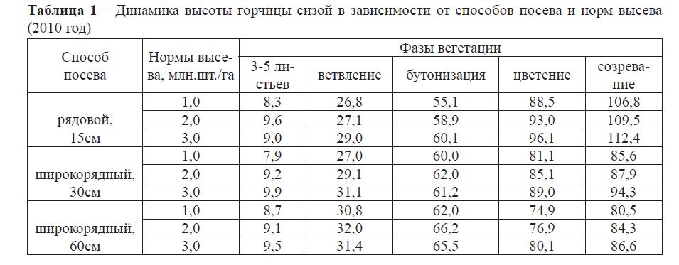  Динамика высоты горчицы сизой в зависимости от способов посева и норм высева (2010 год)