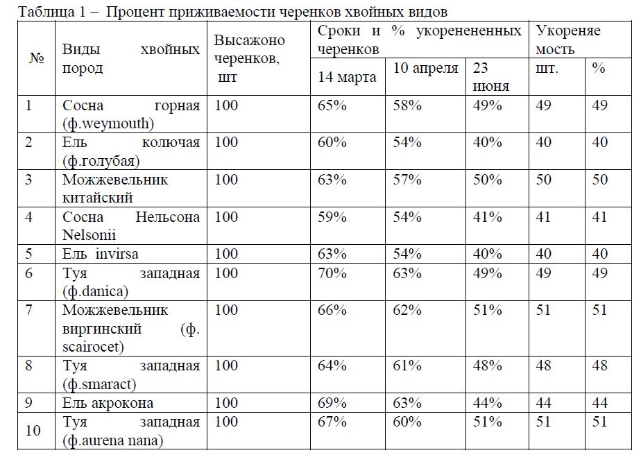 Процент приживаемости черенков хвойных видов