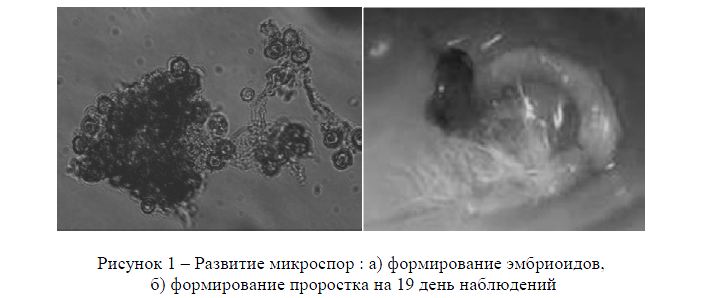 Развитие микроспор : a) формирование эмбриоидов, б) формирование проростка на 19 день наблюдений 