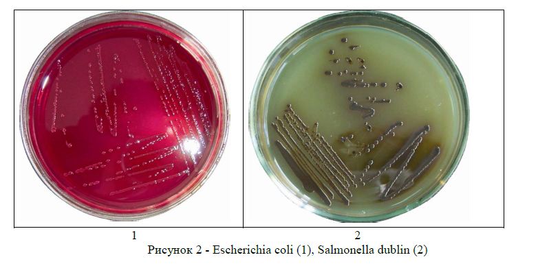 Escherichia coli (1), Salmonella dublin (2)