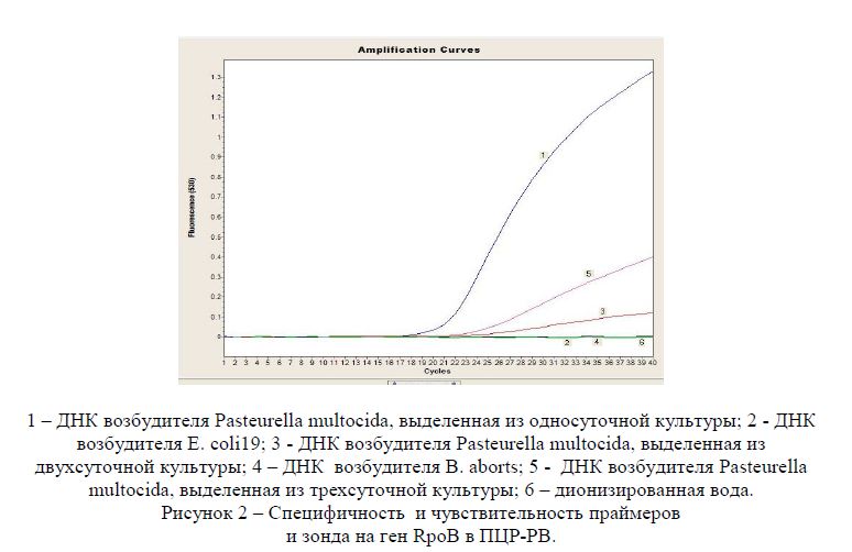 Специфичность и чувствительность праймеров и зонда на ген RpoB в ПЦР-РВ.