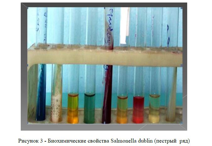 Биохимические свойства Salmonella dublin (пестрый ряд)