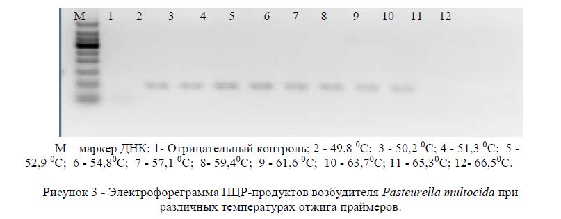 Электрофореграмма ПЦР-продуктов возбудителя Pasteurella multocida при различных температурах отжига праймеров.