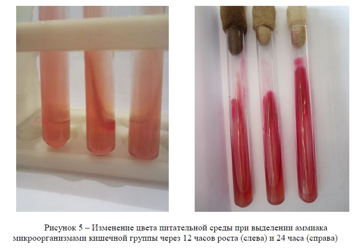 Изменение цвета питательной среды при выделении аммиака микроорганизмами кишечной группы через 12 часов роста (слева) и 24 часа (справа)