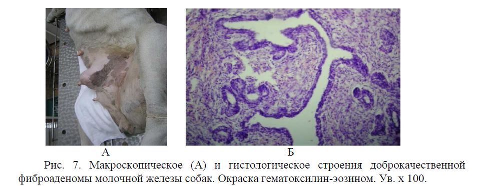 Макроскопическое (А) и гистологическое строения доброкачественной фиброаденомы молочной железы собак. Окраска гематоксилин-эозином. Ув. х 100.