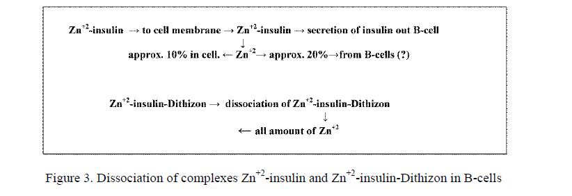 Dissociation of complexes Zn+2-insulin and Zn+2-insulin-Dithizon in B-cells 