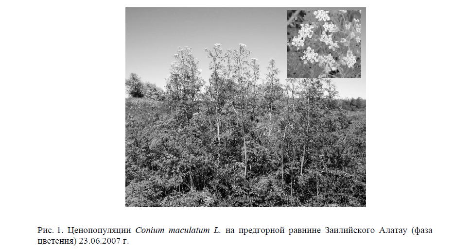 Ценопопуляции Conium maculatum L. на предгорной равнине Заилийского Алатау (фаза цветения) 23.06.2007 г. 