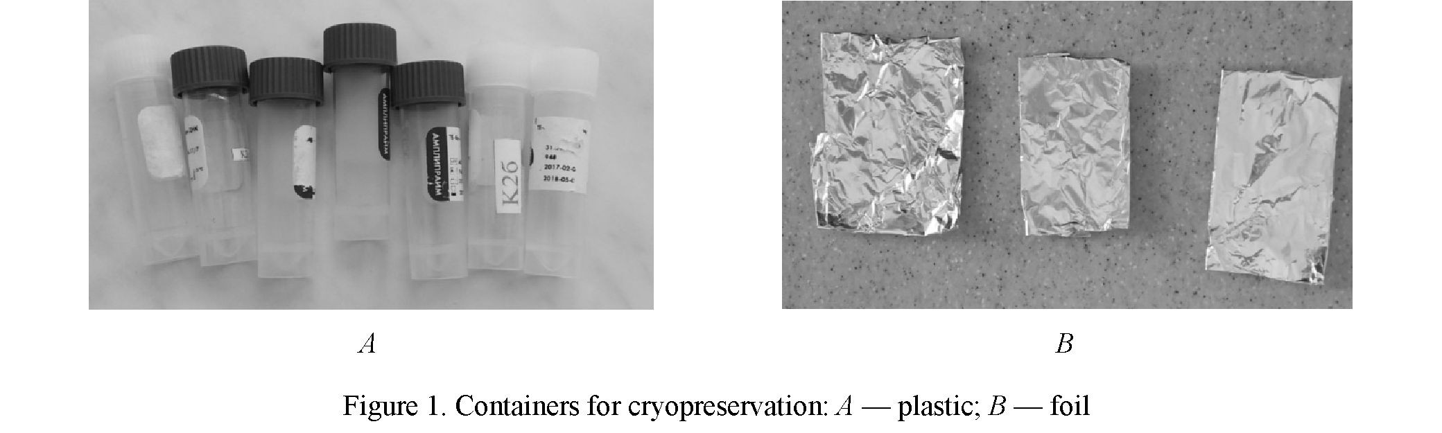 Development of methods of cryopreservation of Verbascum officinalis' seeds