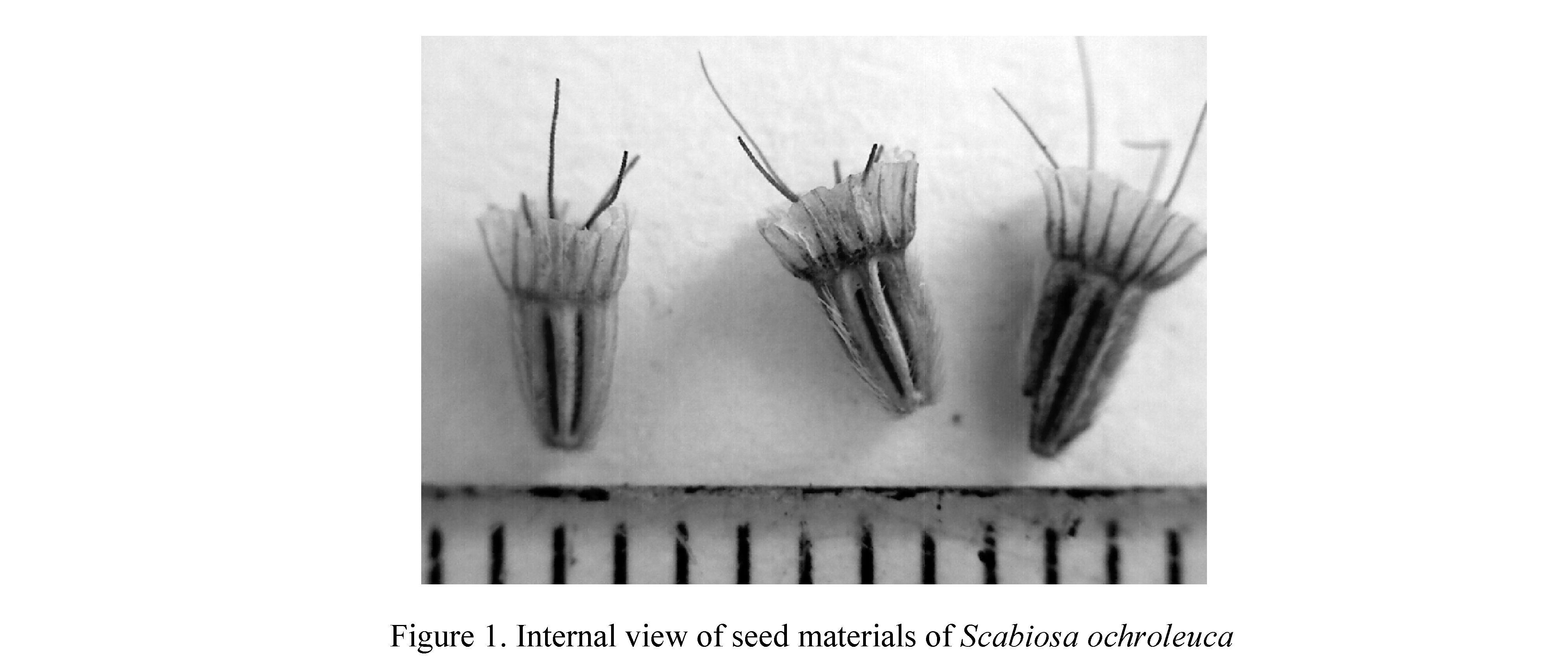 Study of peculiarities of morphology and germination of seeds of Scabiosa ochroleuca from the Central Kazakhstan
