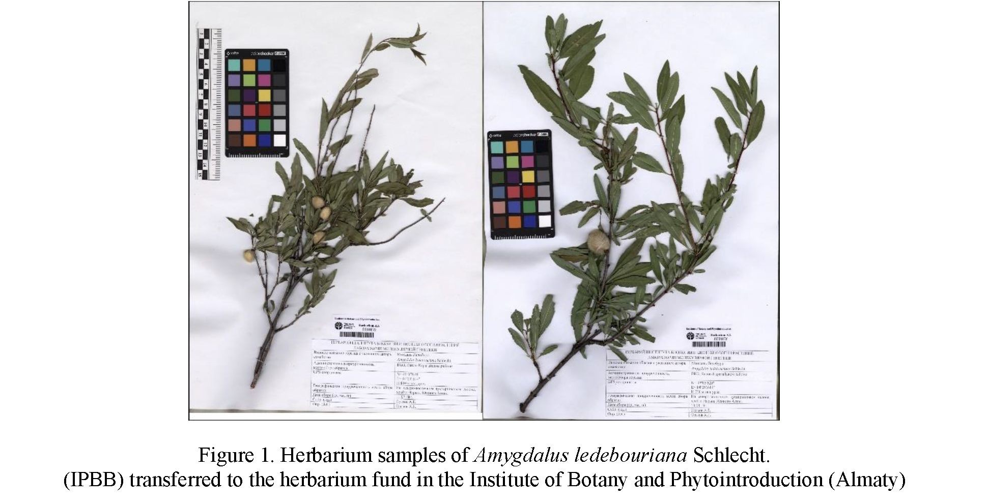 Scientific and legal aspects of preservation of rare representatives of dwarf almond section of flora in East Kazakhstan