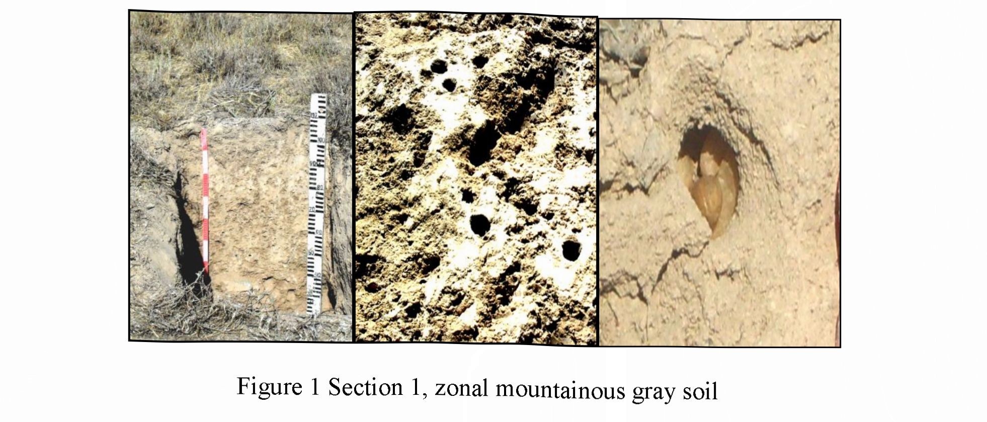 The primary processes of soil formation in technogenically disturbed terrains of kokzhon phosphorite deposit