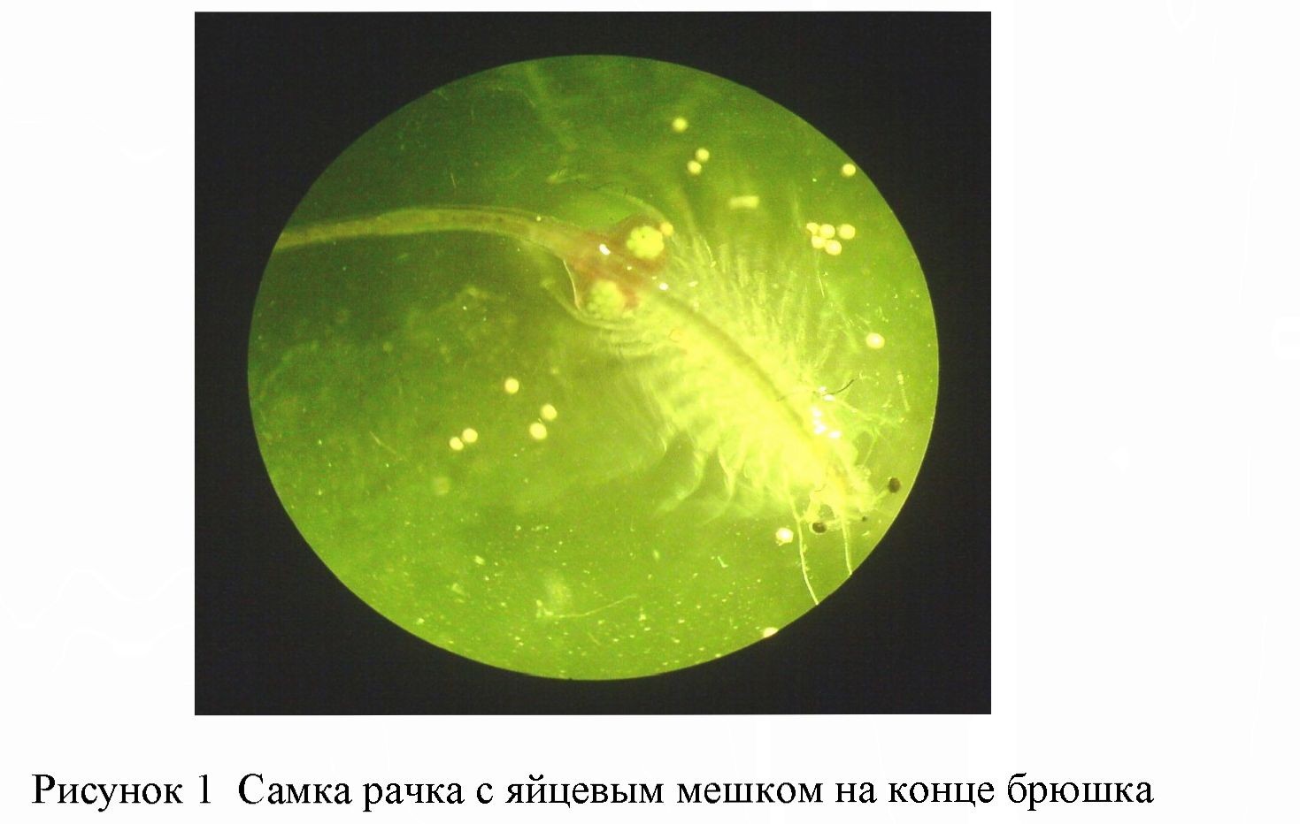 Биология artemia salina озер северо-казахстанской области (оз. менгисер и оз. становое)