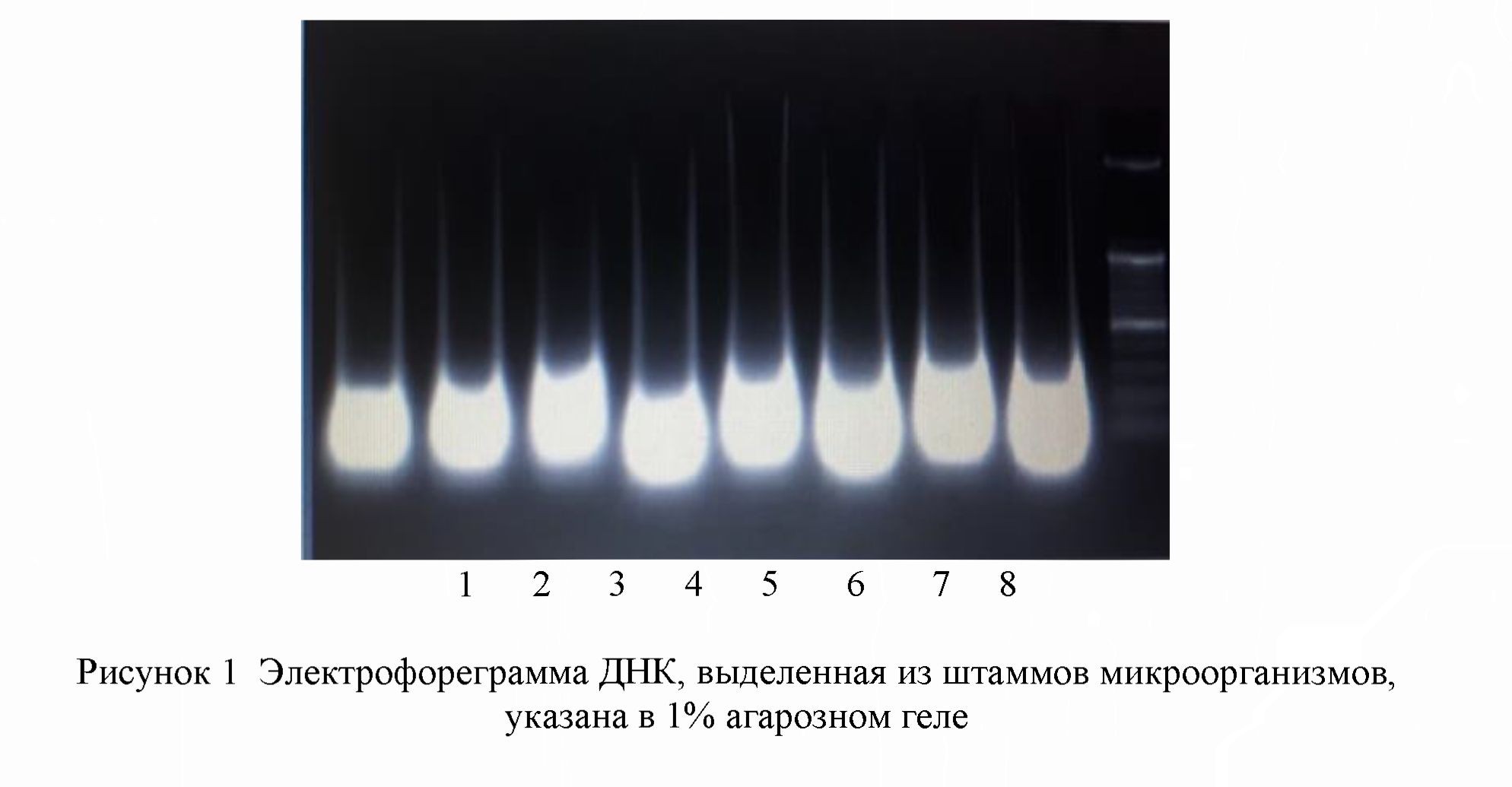 Классификация молочнокислых бактерий из растительного сырья южного региона Казахстана