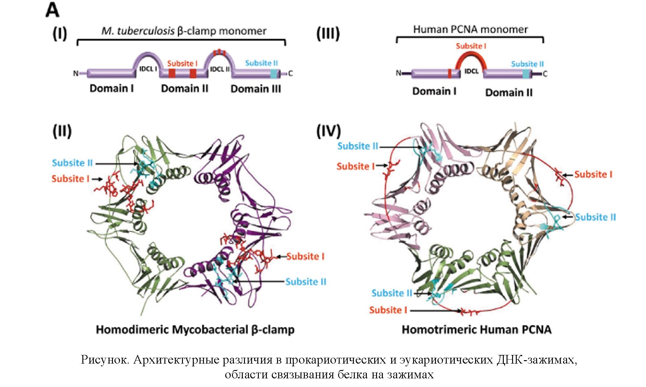 Пептидные последовательности для белок-белковых взаимодействий скользящего зажима