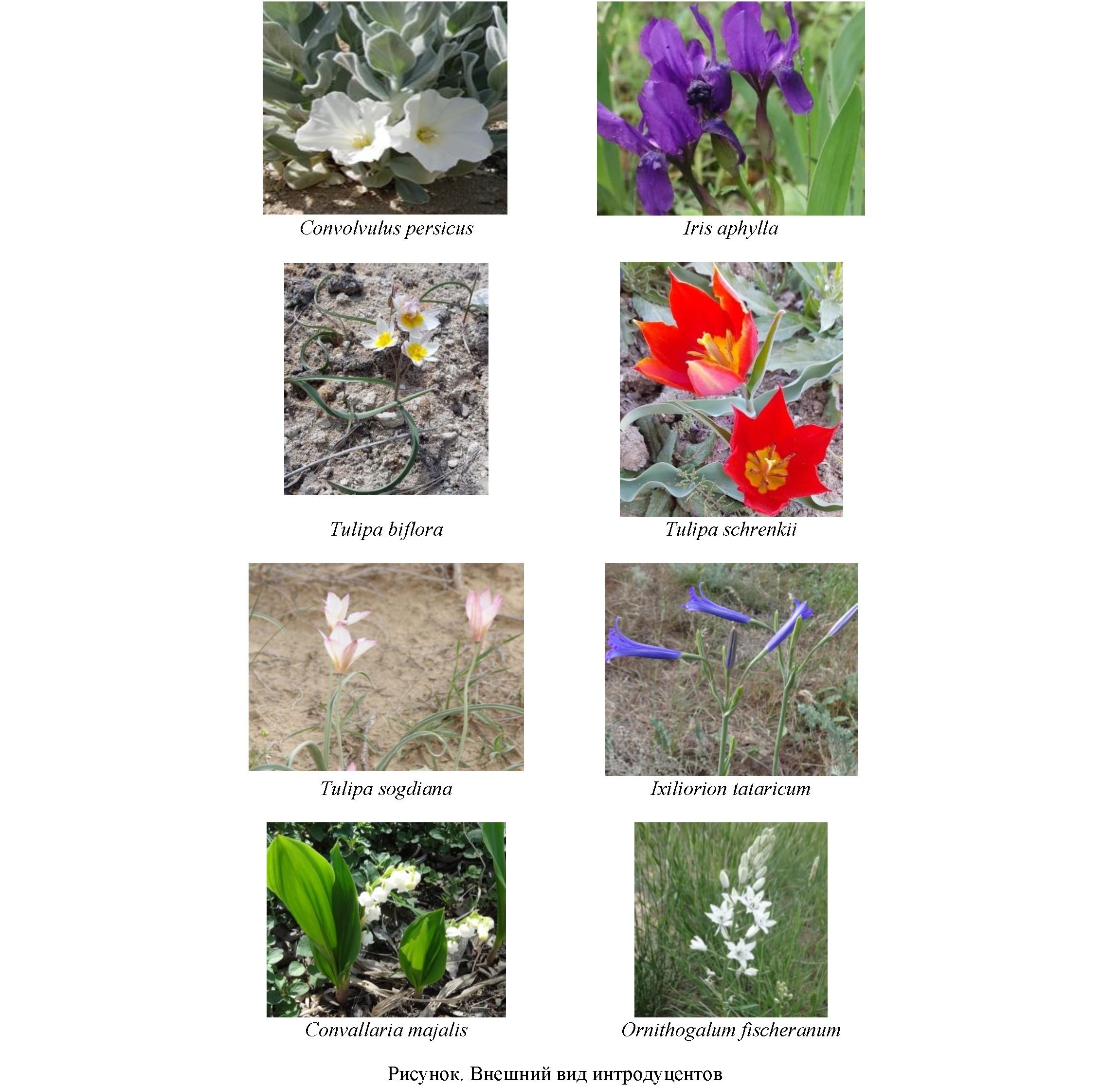 Биоэкологические особенности редких и исчезающих растений при интродукции в условиях Мангышлакского экспериментального ботанического сада