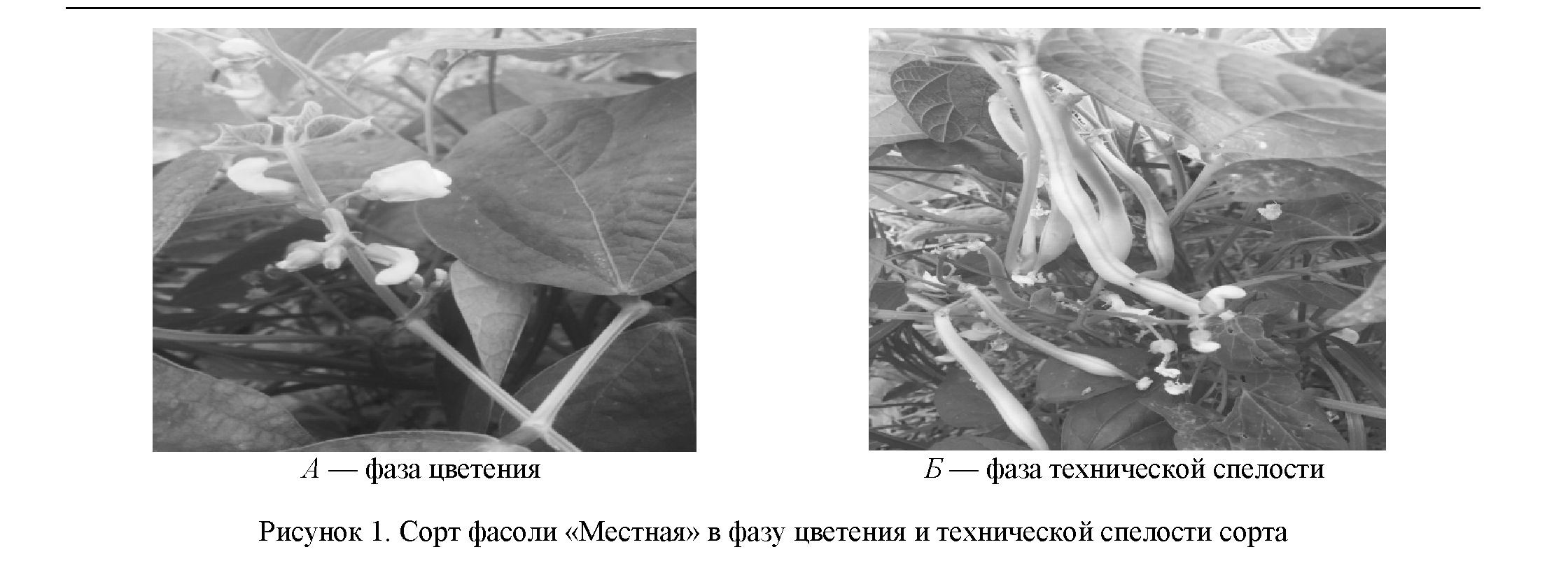 Оценка коллекционных образцов овощной фасоли по хозяйственно-ценным признакам в условиях Алматинской области