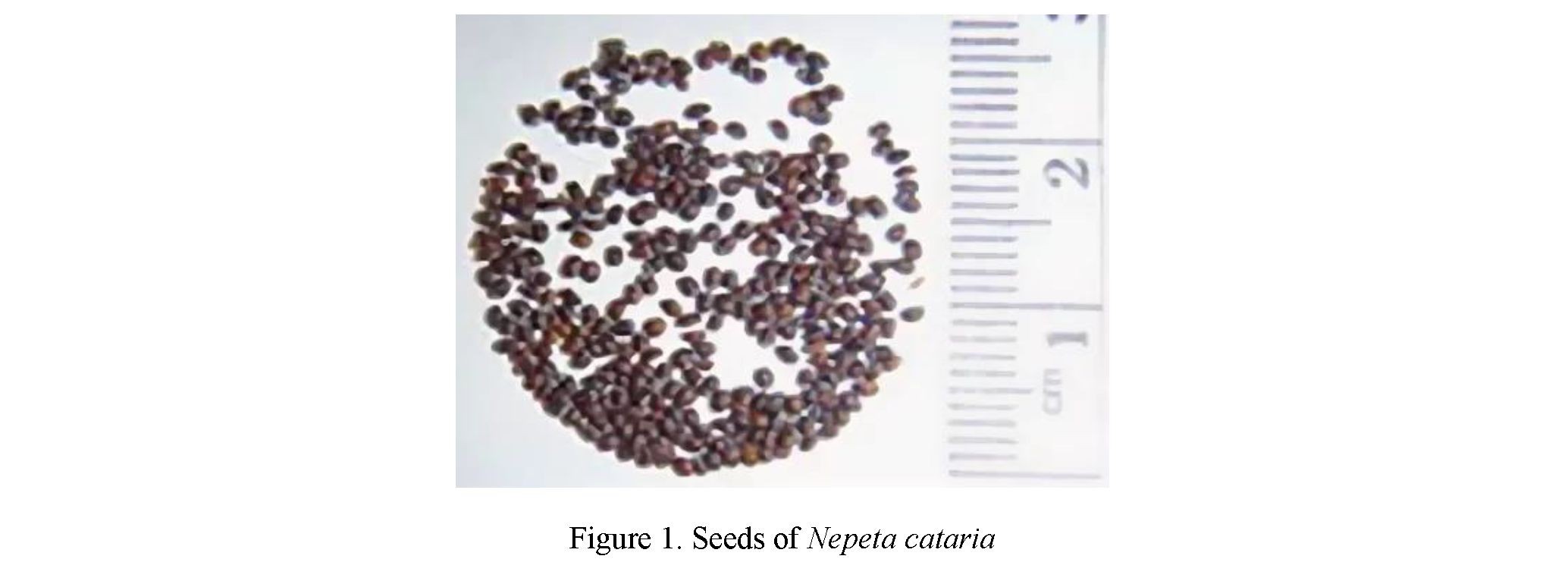 Development of cryopreservation methods of seed of Nepeta cataria