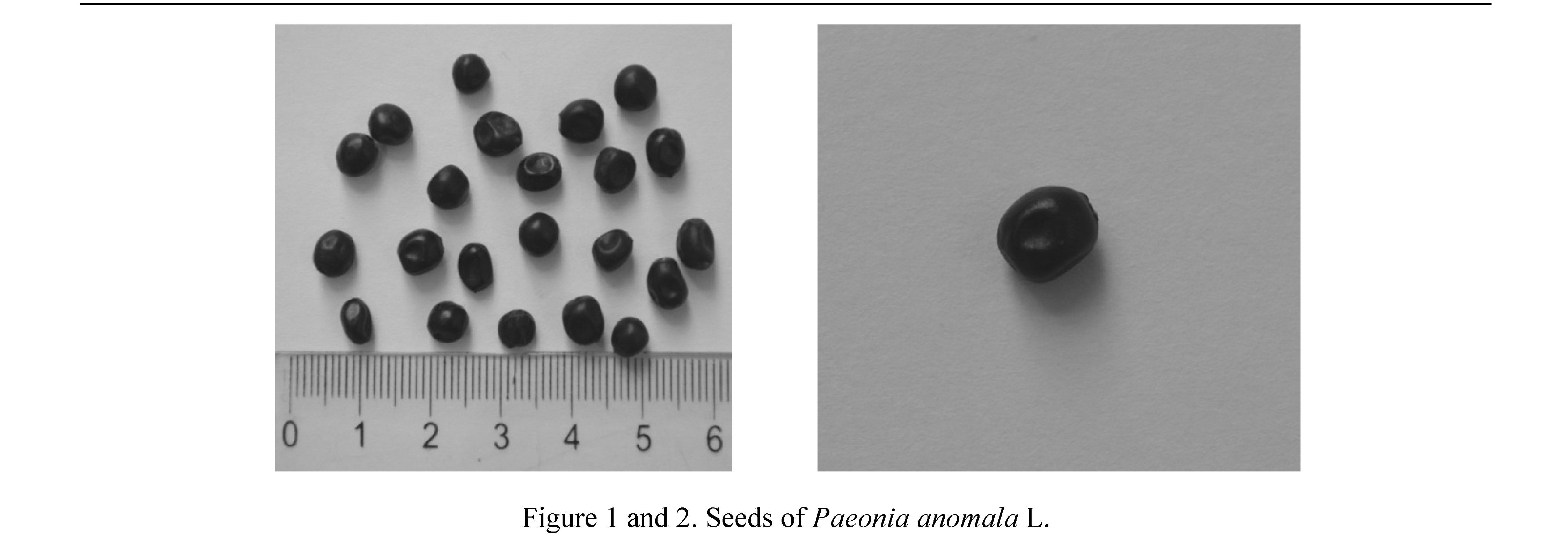 The comparative morphometric analysis of seeds representatives of the genus Paeonia L. (Paeoniaceae Rudolphi) of the Kazakh Altai’s flora, introduced in the Altai Botanical Garden