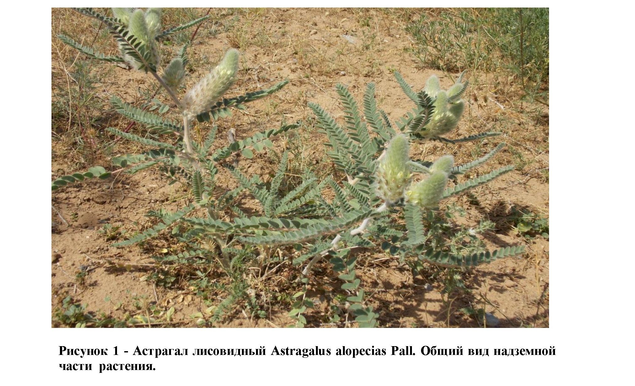 Исследование фазы вегитации растения астрагала лисовидного(astragalusalopeciaspall.), флоры южного Казахстана