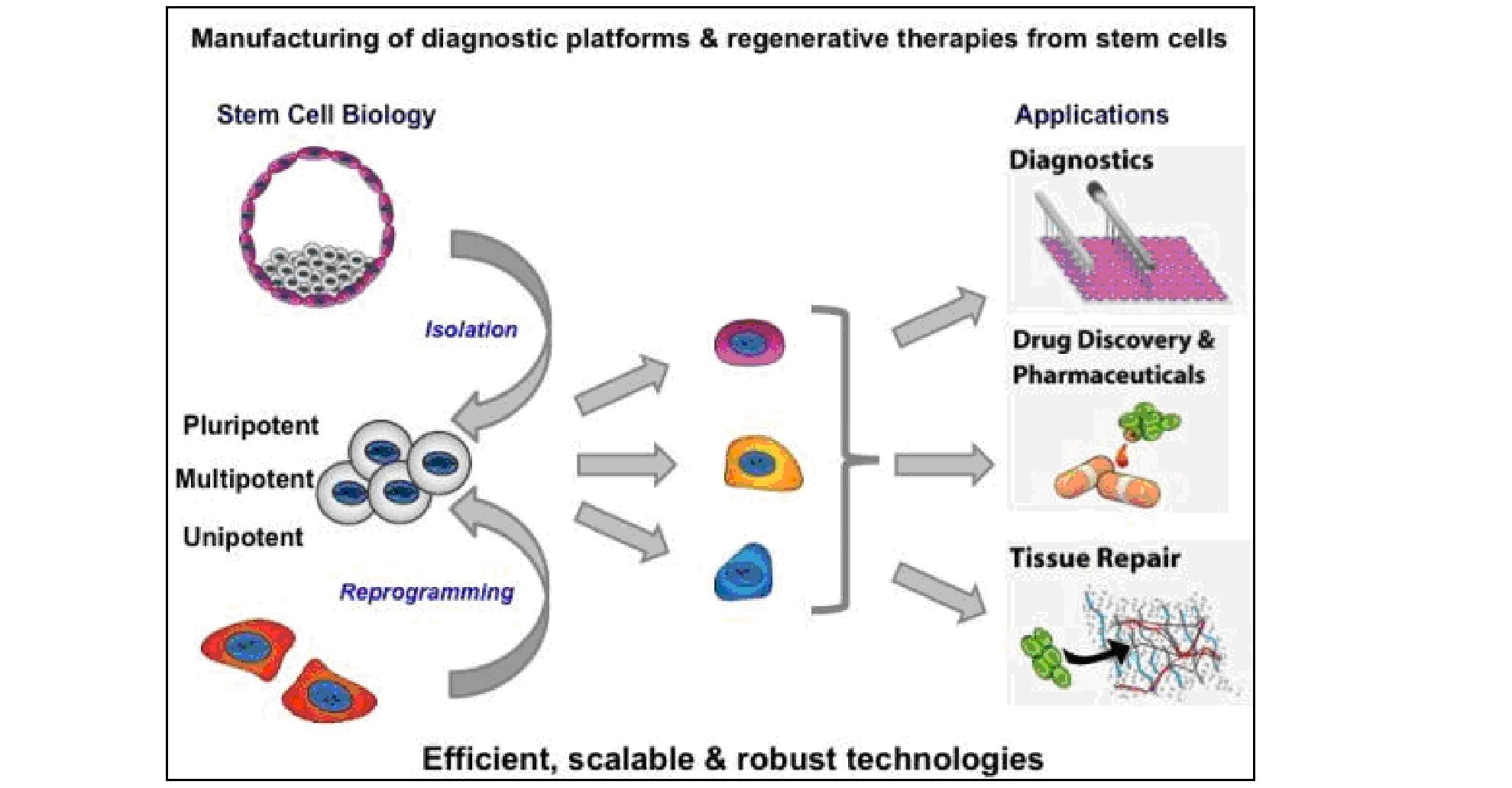 Using organopreparations with regenerative action in geriatric practice