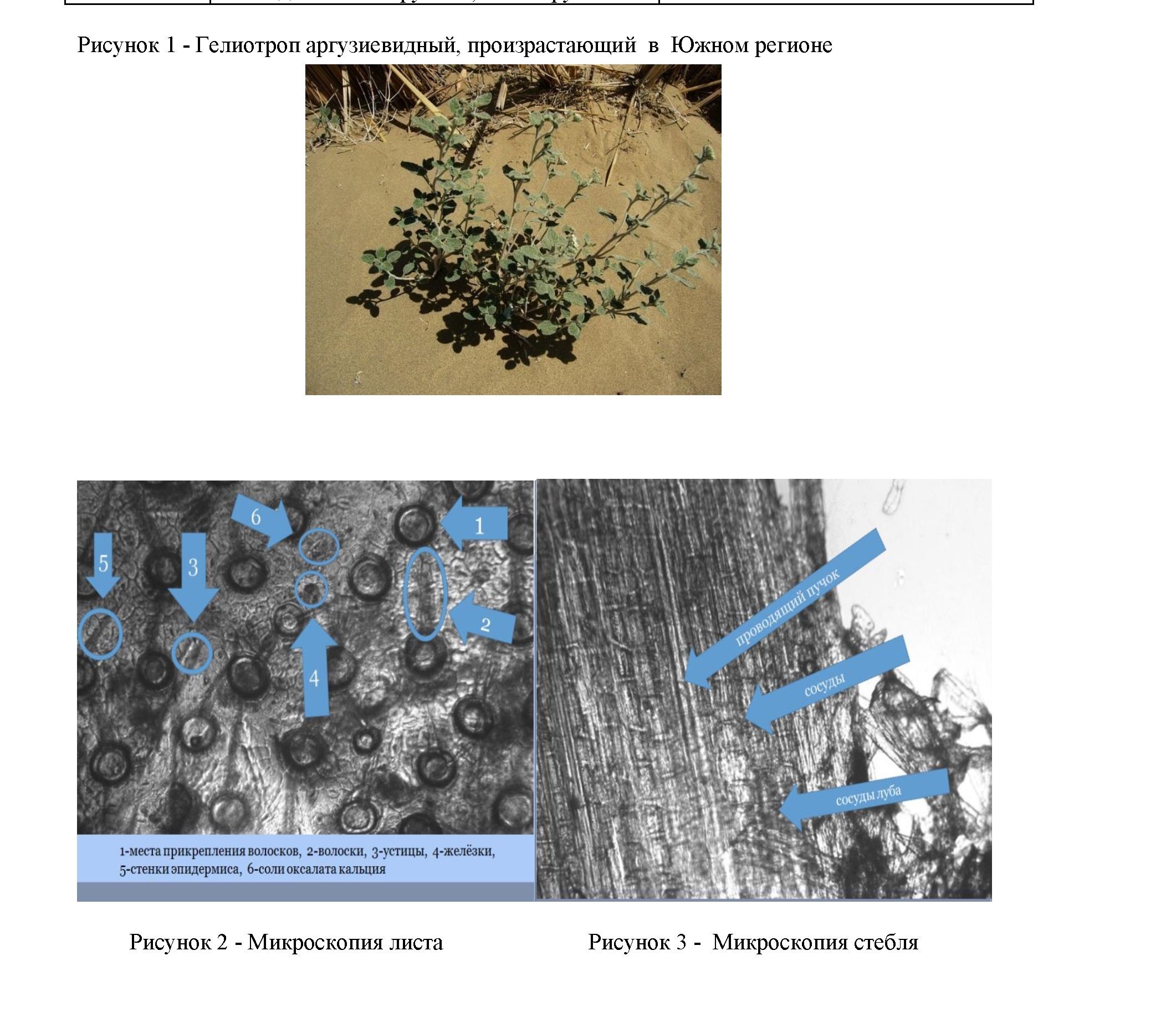 Макроскопическое и микроскопическое исследования, определение бав растения гелиотропа аргузиевидного«helюtropium arguzioides»