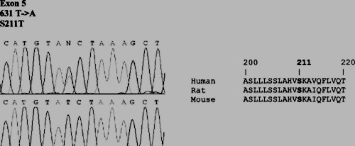 Электрофореграмма мутаций генов подоцина NPHS2 (девочка 1,5 лет)