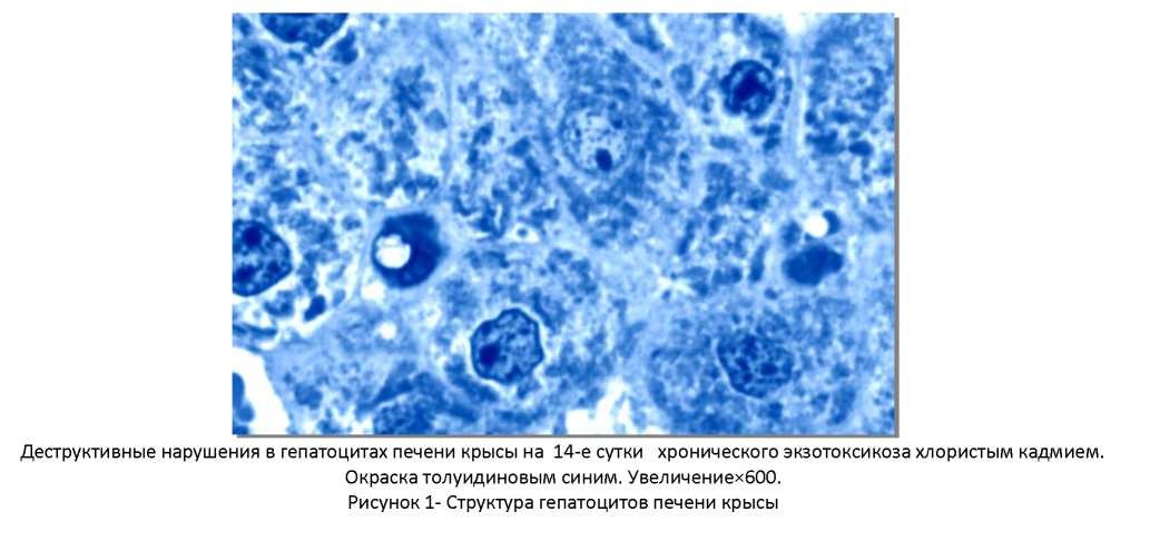 Морфофункциональные нарушения в гепатоцитах крыс при хроническом отравлении солями кадмия