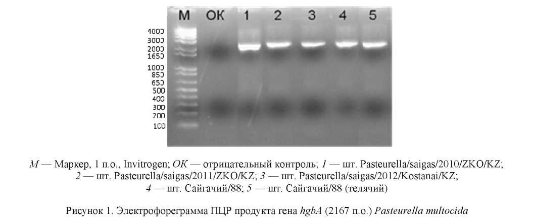 Генетический анализ вирулентного гена hgbA бактерии Pasteurella multocida