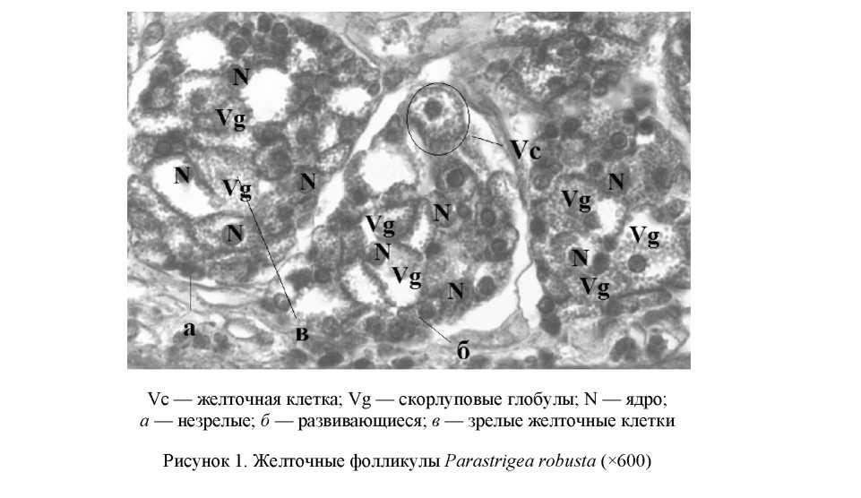 Функциональная роль желточников и тельца Мелиса трематоды Parastrigea robusta