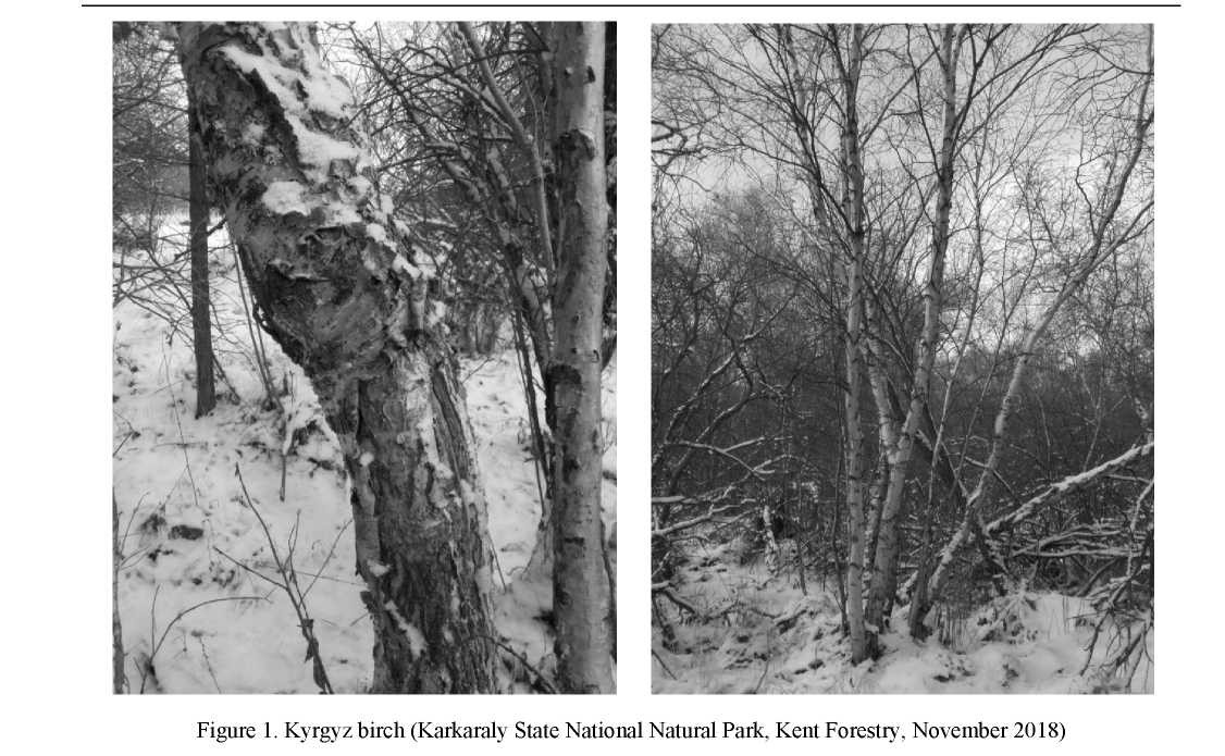 Extraction of betulin — natural triterpenoid from Kirgyz birch Betula kirghisorum, an endemic plant of the Republic of Kazakhstan