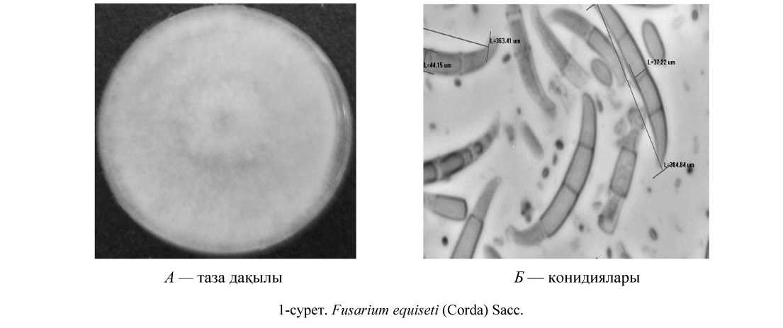 Fusarium equiseti түрінің биоэкологиялық ерекшеліктері