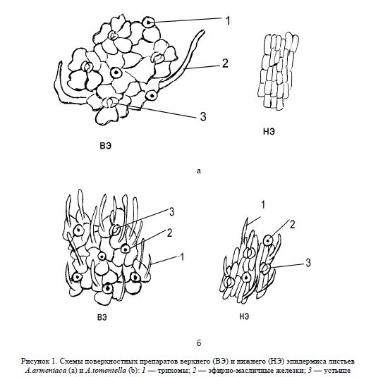Изучение анатомических структур некоторых видов полыней Казахстана