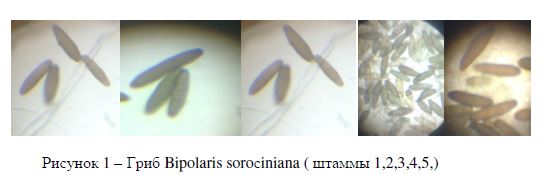 Гриб Bipolaris soroсiniana ( штаммы 1,2,3,4,5,)