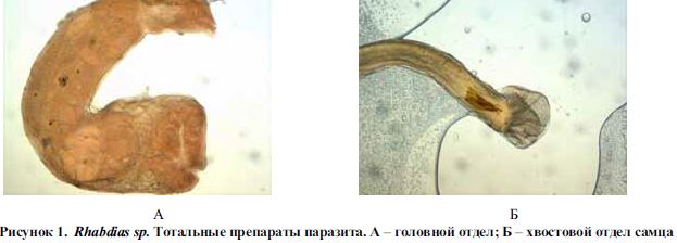 Гистопатологические изменения в органах лягушки озерной при паразитарной инвазии
