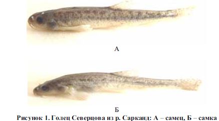 Новая находка гольца северцова nemachilus sewerzowii в бассейне оз.Балкаш